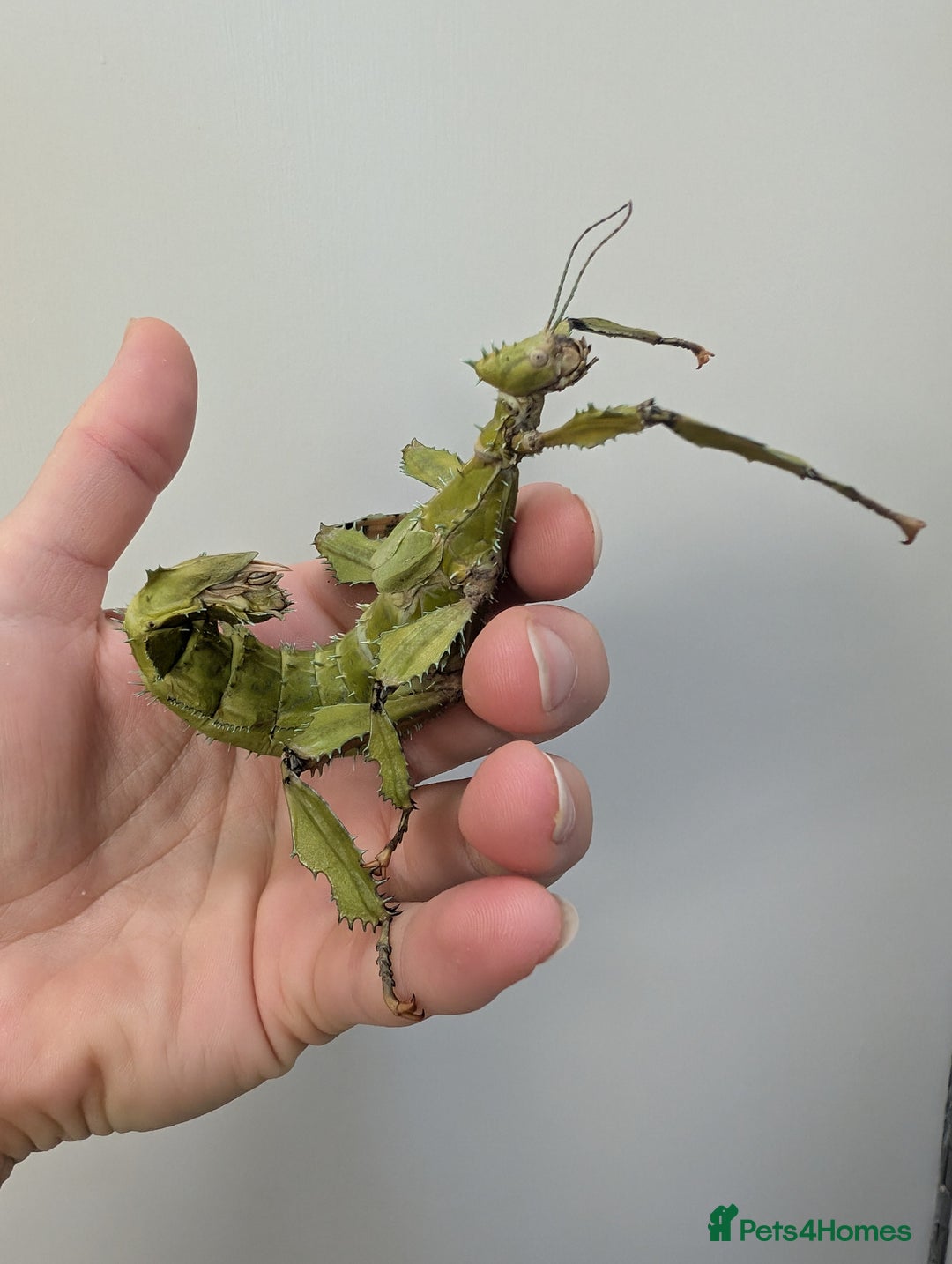 Stick Insects invertebrates for sale: Macleay's/ giant prickly (Extatosoma tiaratum) - Advert 2