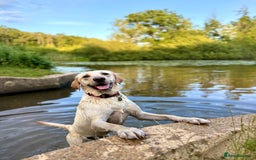 Labrador Retriever dogs for sale: Loving teenage labrador - Image 2