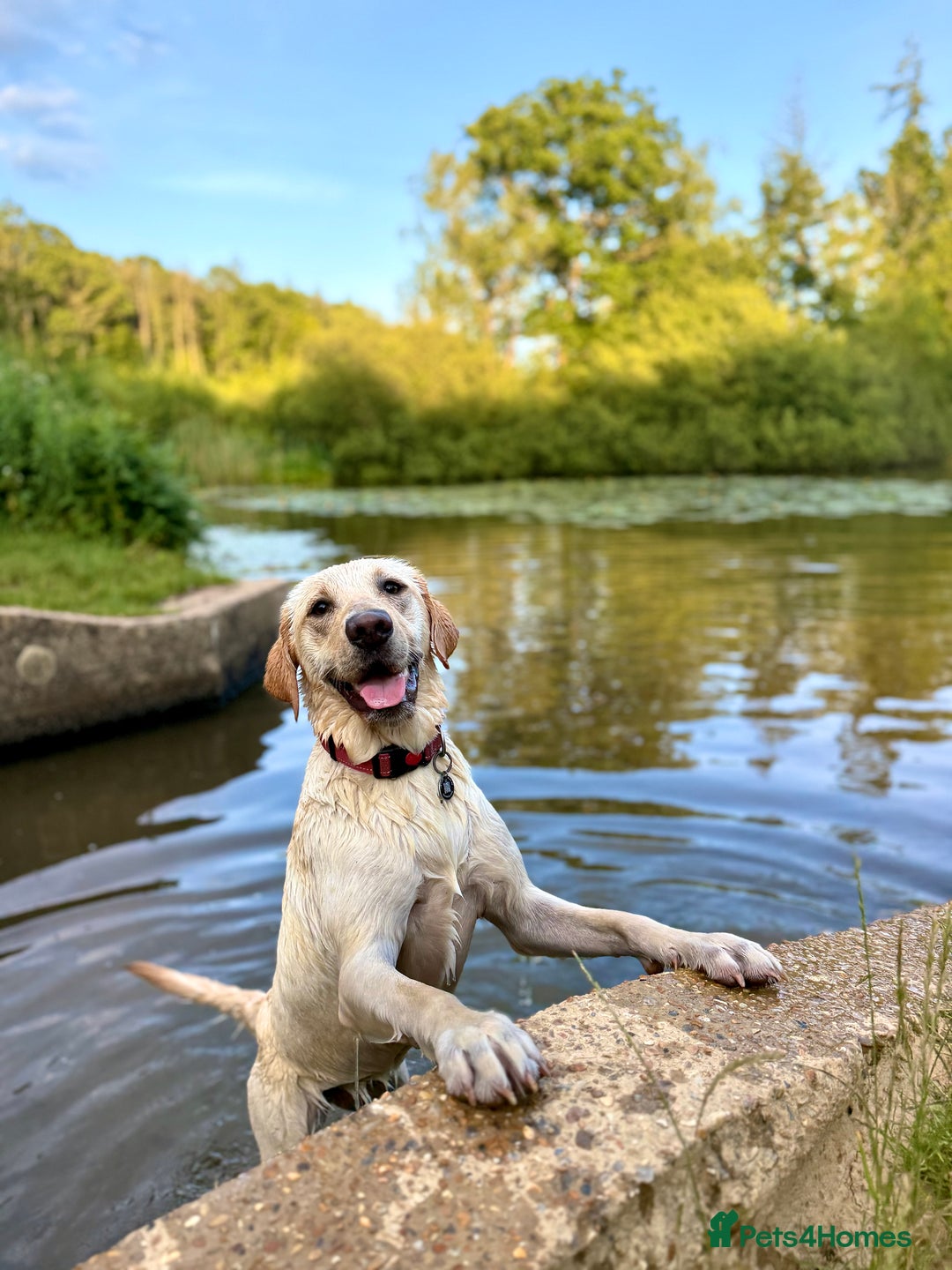 Labrador Retriever dogs for sale: Loving teenage labrador - Image 2