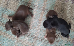 Chihuahua dogs for sale: Chihuahua puppies qty 4 - Image 3