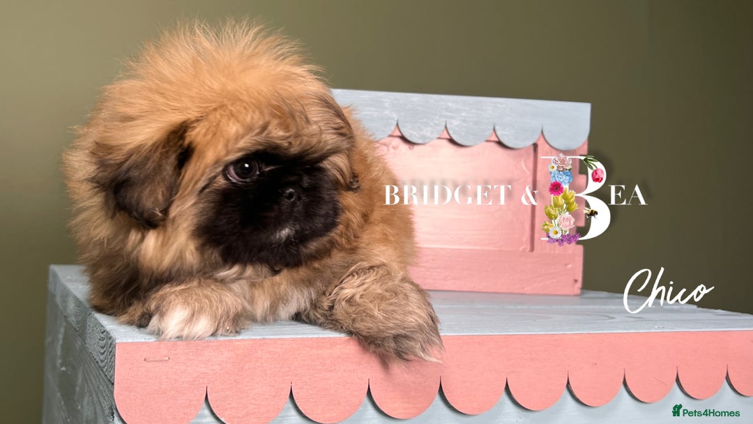 Pekingese dogs for sale: ⭐️QUALITY KC PUPS⭐️ - Advert 7