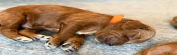 Cockapoo dogs for sale: 🐶💕 F1B COCKERPOO PUPPIES HAVE ARRIVED! 💕 - Advert 33
