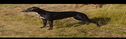 Bedlington Terrier dogs for sale: Bedlington /Whippet 1st cross - Advert 1