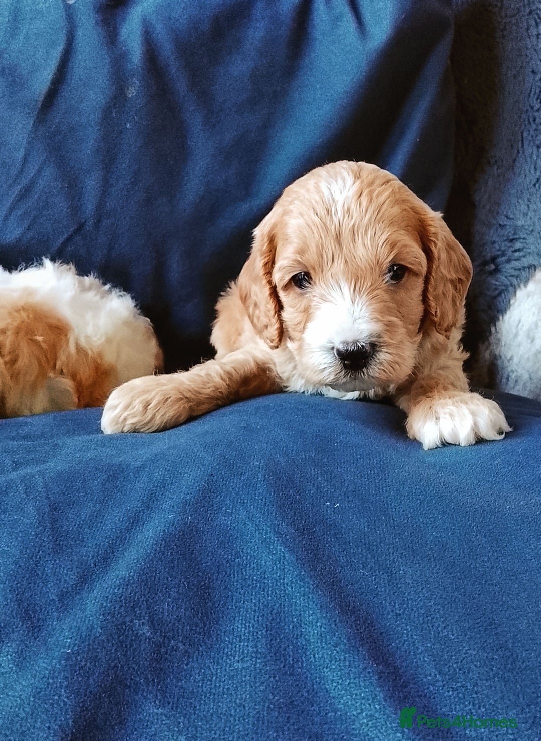 Cavapoo dogs for sale: F1b Cavapoo Puppies  - Advert 18