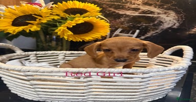 Miniature Dachshund dogs - Advert 4