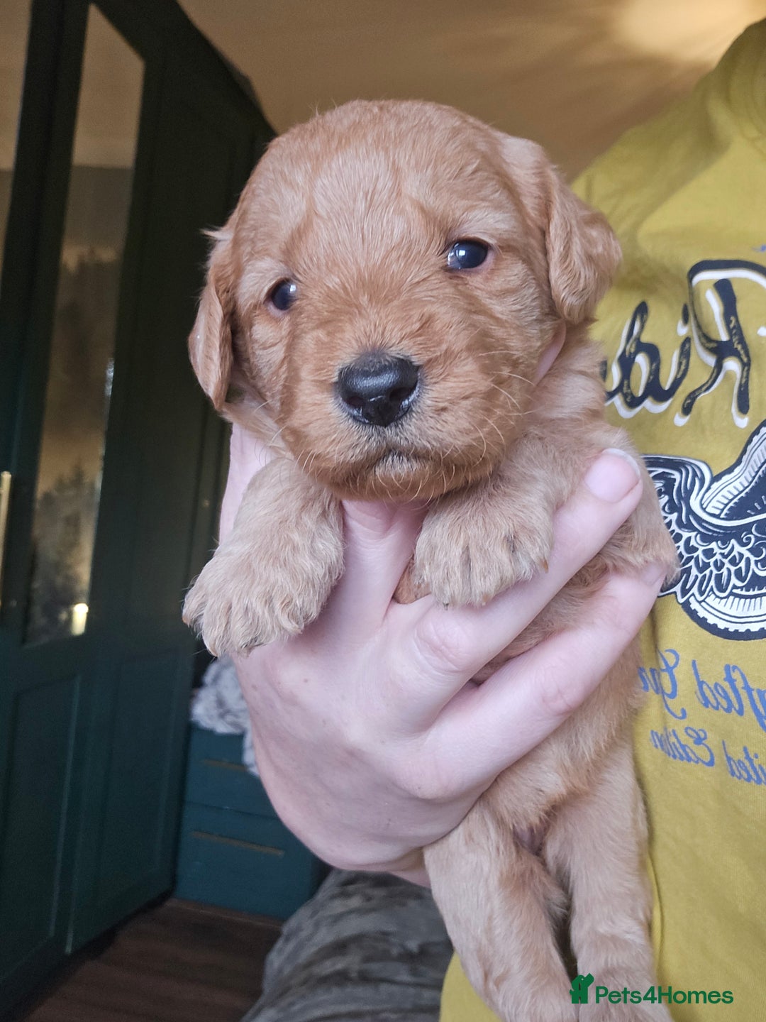 Labradoodle dogs for sale: Ready to go! gorgeous Teddy-Labradoodles - Advert 7