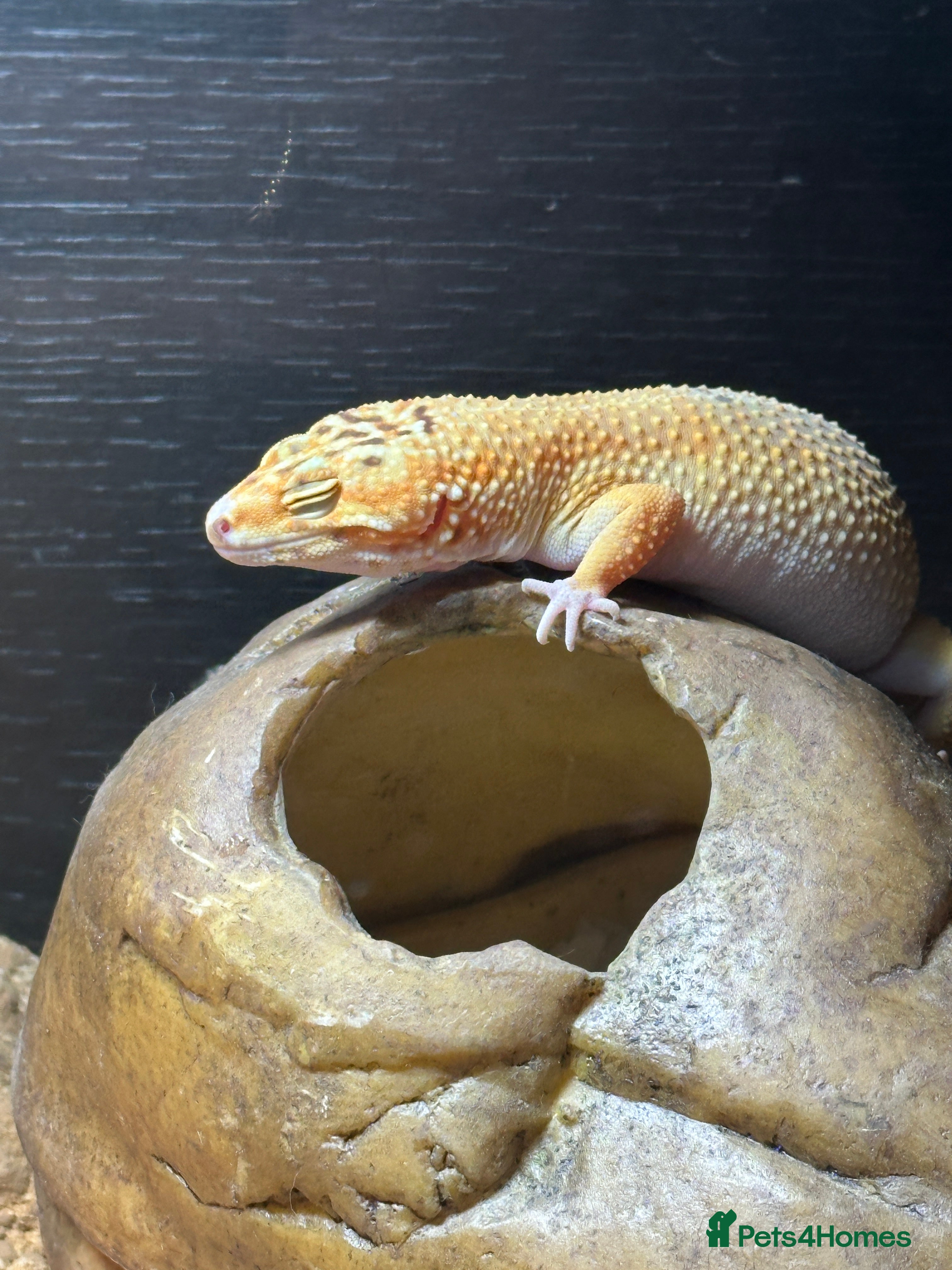 Leopard Gecko reptiles Albino leopard gecko - Advert 14