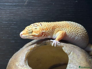 Leopard Gecko reptiles - Advert 2