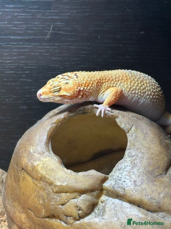 Leopard Gecko reptiles - Advert 1