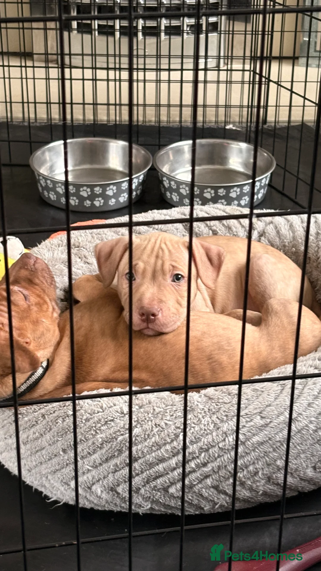 American Bull Staffy dogs for sale: 1 beautiful male puppy available - Advert 4