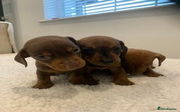 Dachshund dogs for sale: Dachshund puppies  - Image 11
