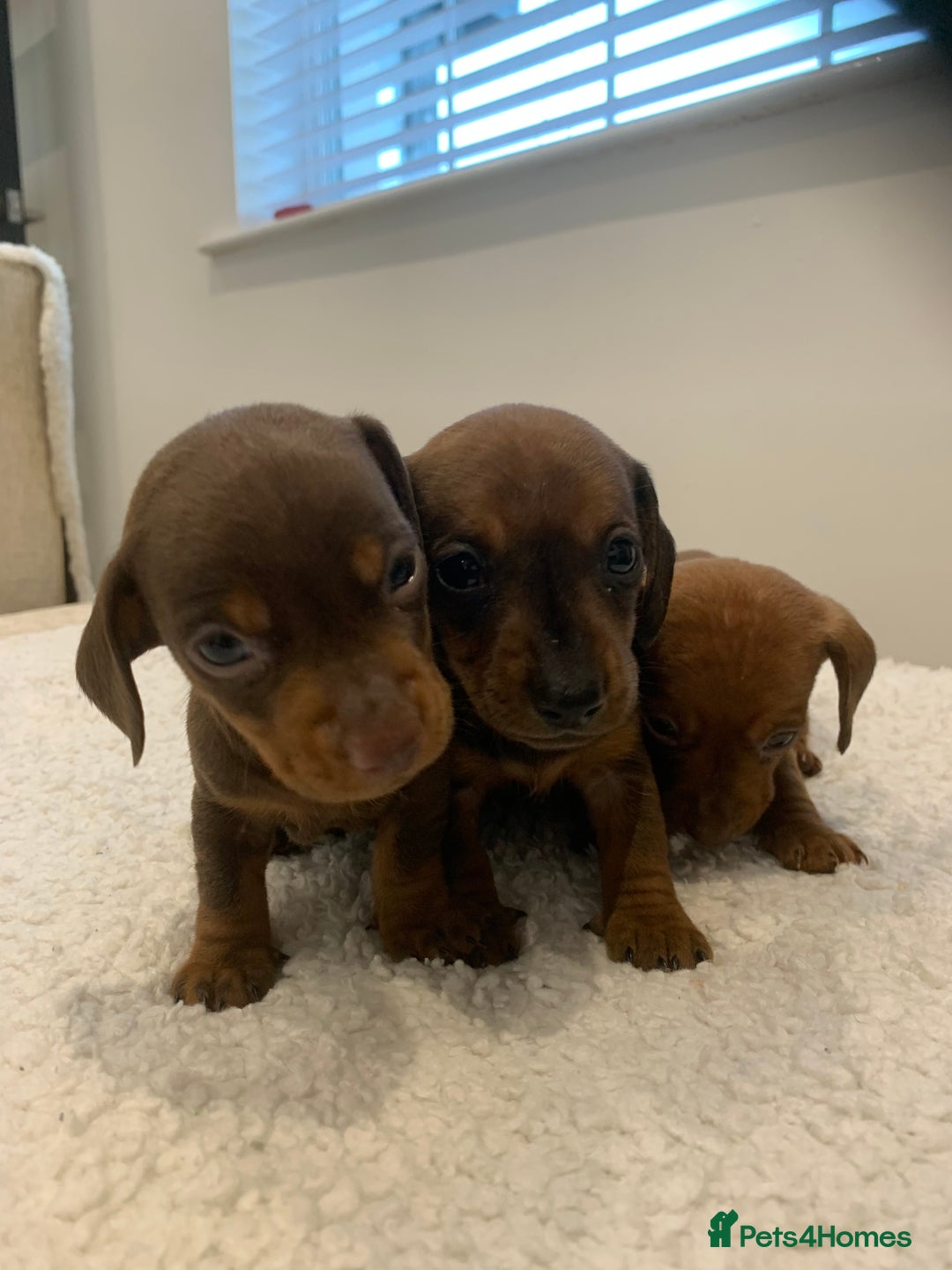 Dachshund dogs for sale: Dachshund puppies  - Image 11