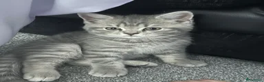Milo