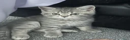 British Shorthair cats for sale: British Shorthair x Scottish Shorthair Kitten in Bradford - Advert 2