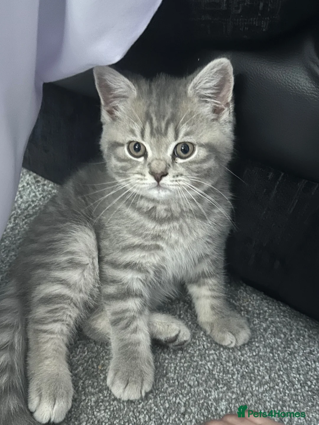 British Shorthair cats for sale: British Shorthair x Scottish Shorthair Kitten in Bradford - Advert 2