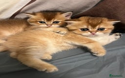 Scottish Fold cats for sale: Scottish Straight Golden Shaded Rare Affectionate - Image 12