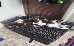 Mixed Breed cats for sale: kitten - Image 1