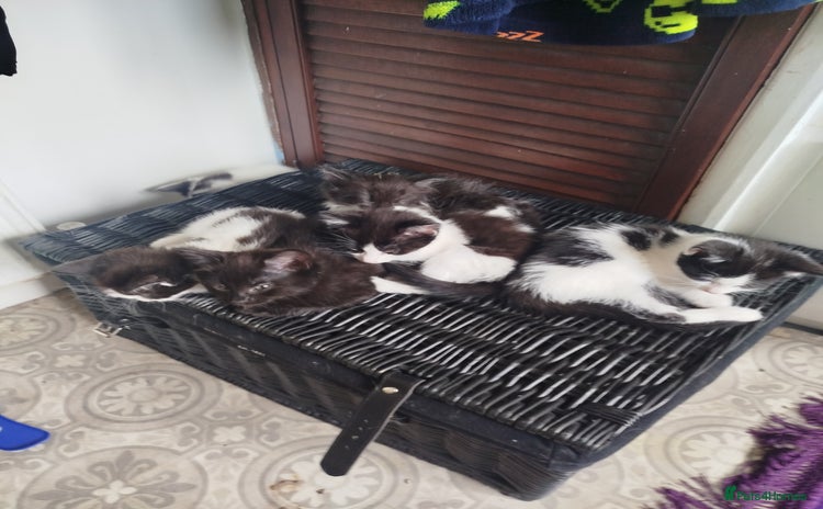 Mixed Breed cats - Advert 1