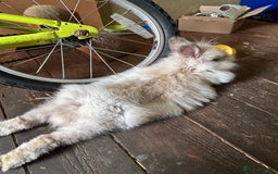 Lionhead rabbits for sale: Double main male lion head - Image 12