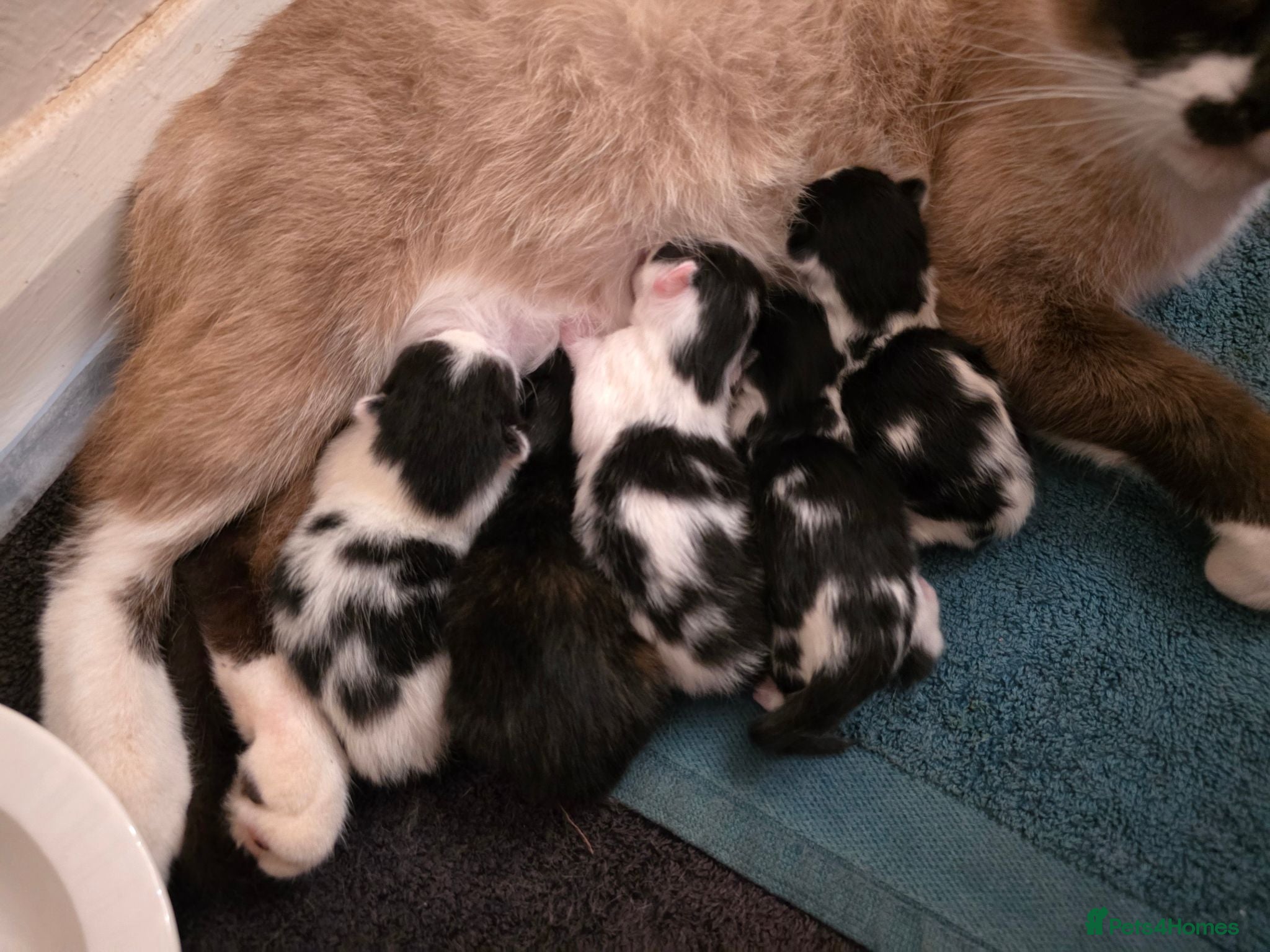 Mixed Breed cats Mixed litter  - Advert 4