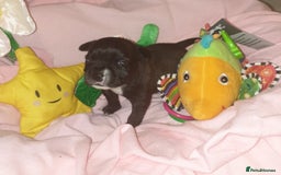 Staffordshire Bull Terrier dogs for sale: Beautiful female staffy puppy - Image 5