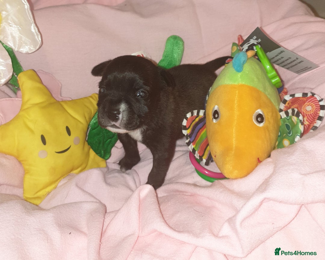 Staffordshire Bull Terrier dogs for sale: Beautiful female staffy puppy - Image 5