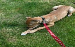 Lurcher dogs for sale: Loving 6Month Old Lurcher Puppy - Image 6