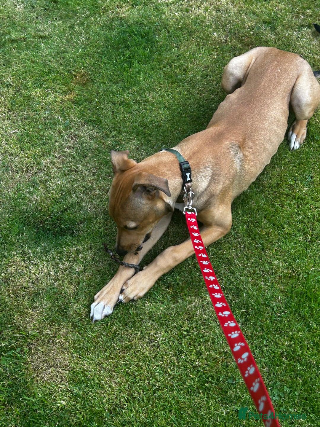Lurcher dogs for sale: Loving 6Month Old Lurcher Puppy - Image 6