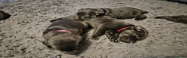 Labrador Retriever red