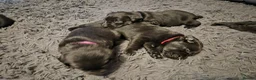 Labrador Retriever dogs for sale: Labrador black puppies  - Advert 5