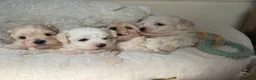 Maltipoo dogs for sale: *** Adorable Korean Maltipoo Babies *** - Advert 18