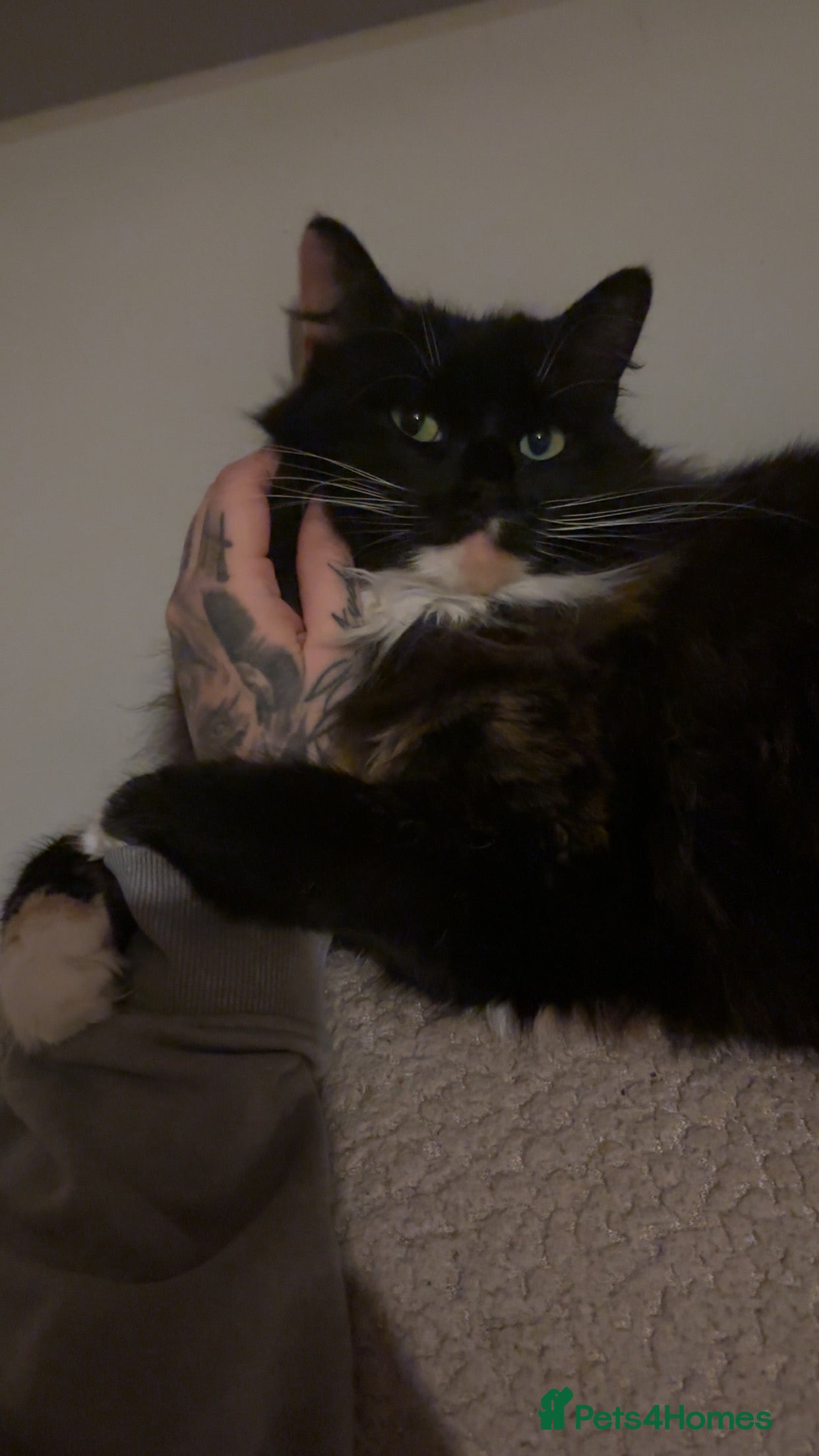 Mixed Breed cats Sad rehoming of our beloved Mable - Advert 2