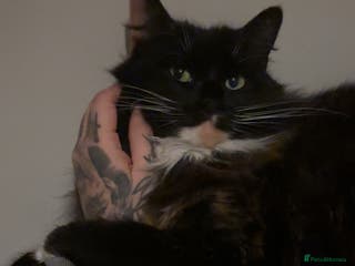 Mixed Breed cats Sad rehoming of our beloved Mable - Advert 2