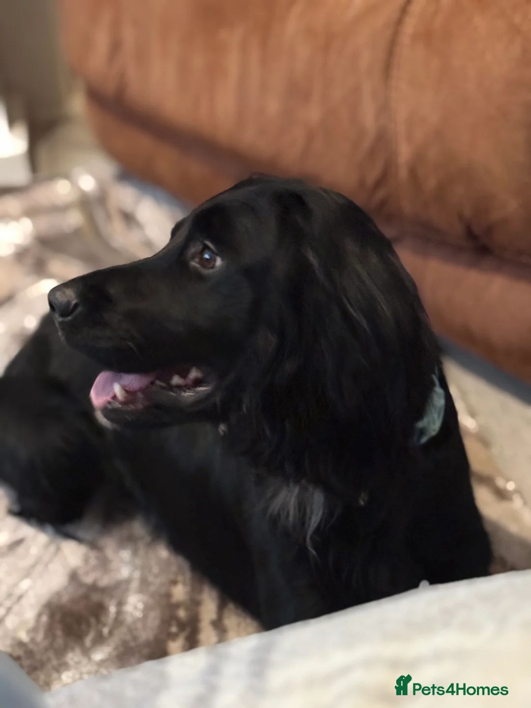 Sprocker dogs for stud: Arlo 2.5 years  in Wirral - Advert 4