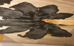 Labrador Retriever dogs for sale: litter of 11 kc reg lab retrievers 10weeks old - Image 9