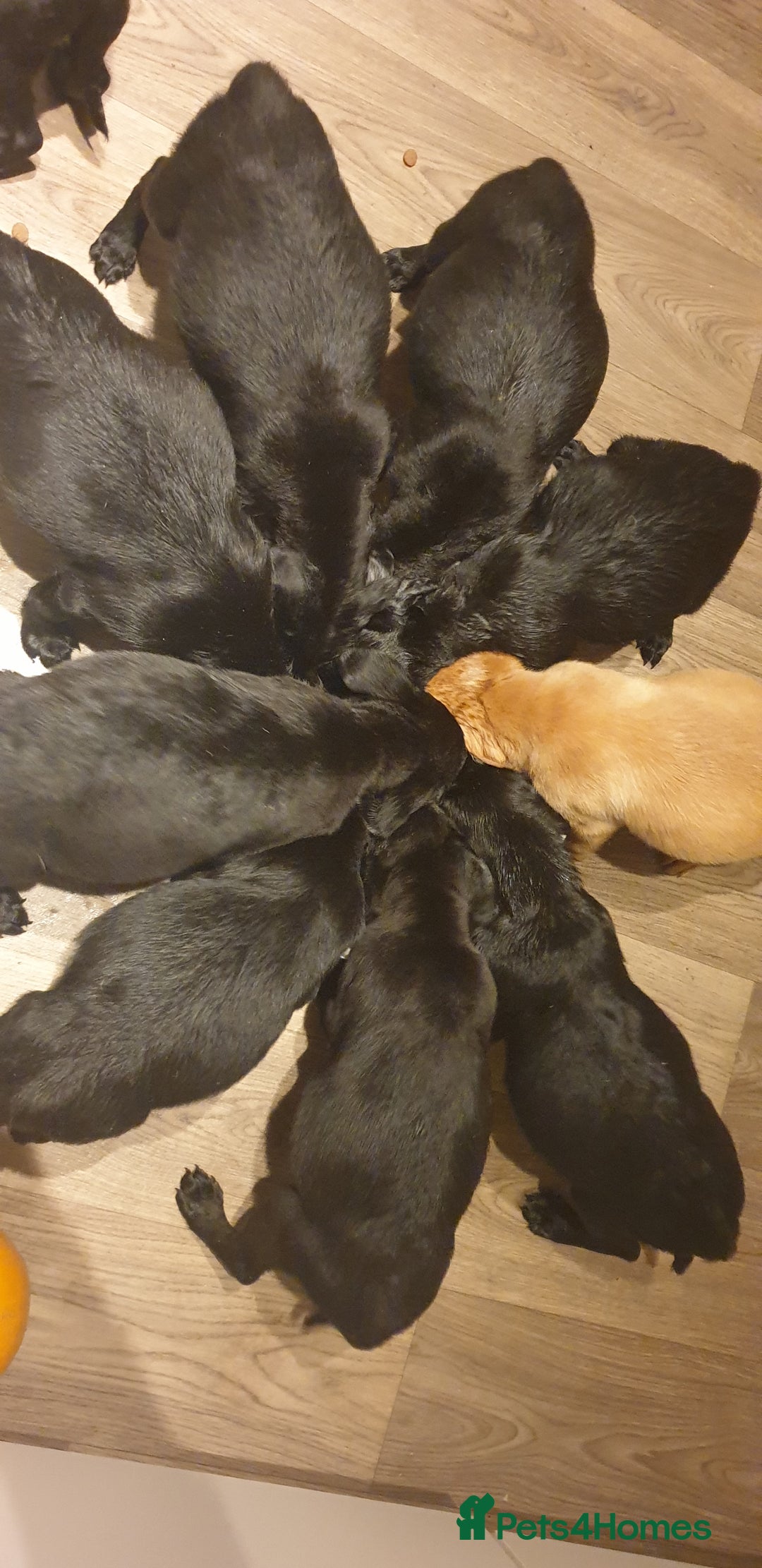 Labrador Retriever dogs for sale: litter of 11 kc reg lab retrievers 10weeks old - Image 9