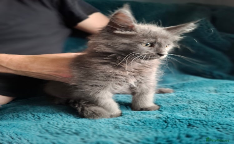 Maine Coon cats - Advert 2