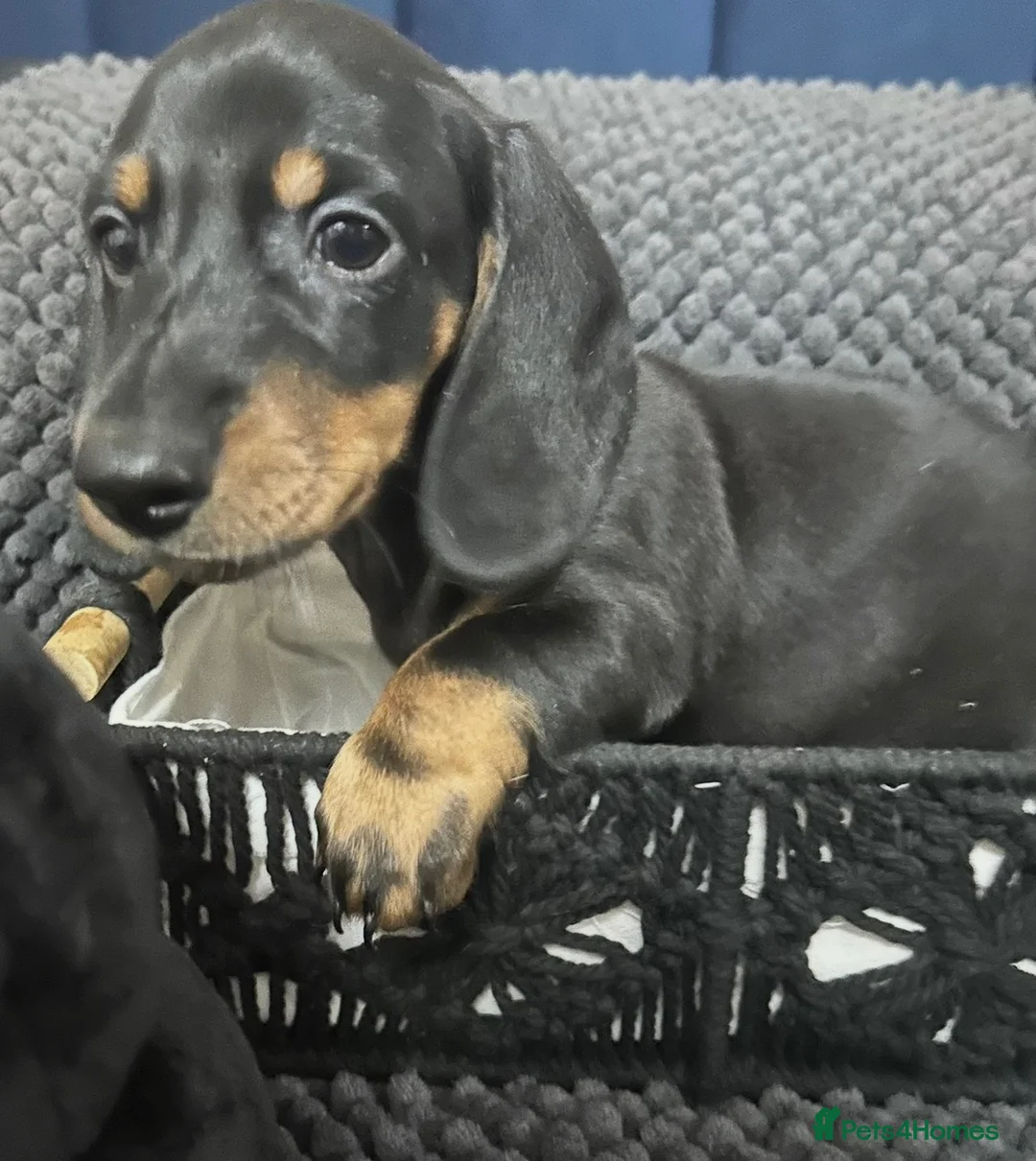 Miniature Dachshund dogs for stud: KC Reg Black/cream,proven,gorgeous boy stud only  - Advert 2