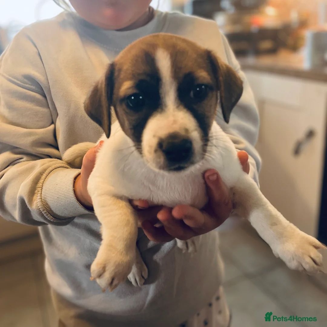 Jack Russell dogs for sale: 3 beautiful Jack Russell Pups  - Advert 16