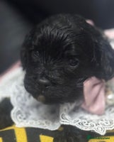 Cavapoo dogs - Advert 7