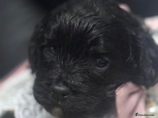 Cavapoo dogs - Advert 18