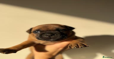 Staffordshire Bull Terrier dogs - Advert 20
