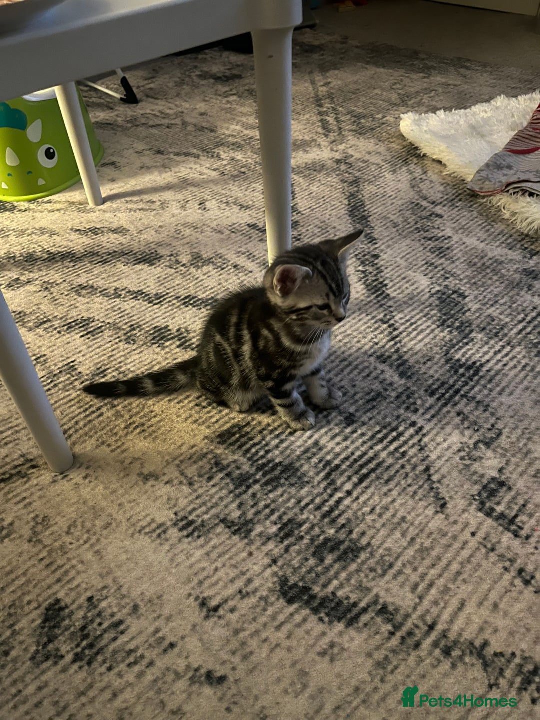 Bengal cats for sale: Bengal Cross Persian 11 week old Kitten for sale - Advert 8