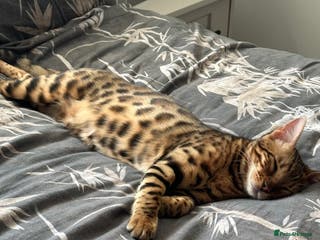 Bengal cats Pure bengal boy - Advert 8