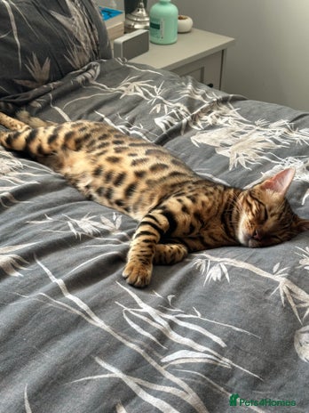 Bengal cats - Advert 1