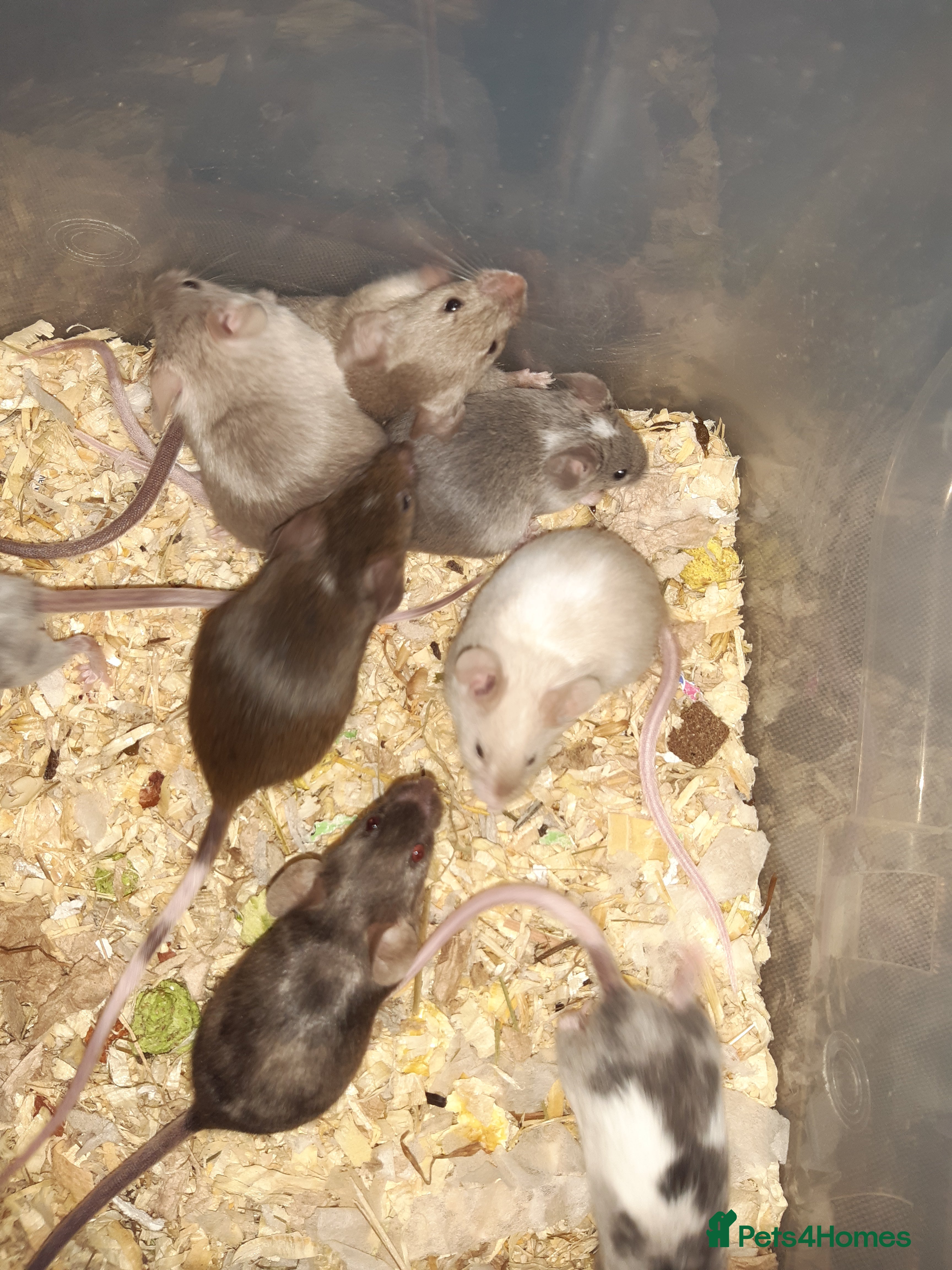 Mouse rodents Baby female fancy mice ready now - Advert 6