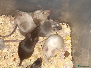Mouse rodents Baby female fancy mice ready now - Advert 6