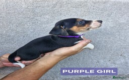 Jack Russell dogs for sale: Jack russell puppy's  - Image 6