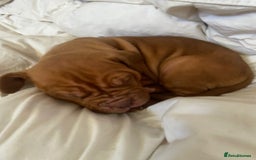 Mixed Breed dogs for sale: Dogue de bordeaux x staff puppies  - Advert 10