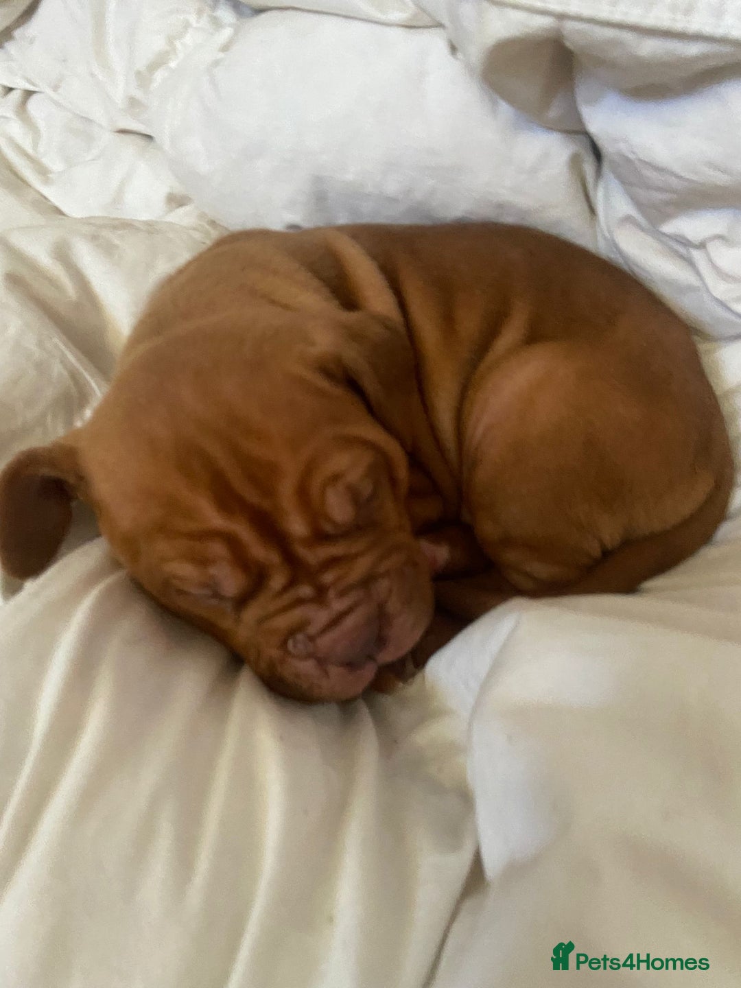 Mixed Breed dogs for sale: Dogue de bordeaux x staff puppies  - Advert 10